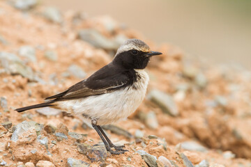 Roodstuittapuit, Red-rumped Wheatear, Oenanthe moesta moesta