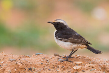 Roodstuittapuit, Red-rumped Wheatear, Oenanthe moesta moesta