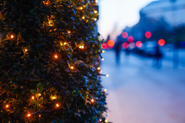 Evergreen plant and city street at Christmas