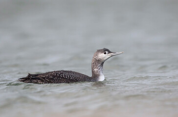 Roodkeelduiker, Red-throated Diver, Gavia stellata