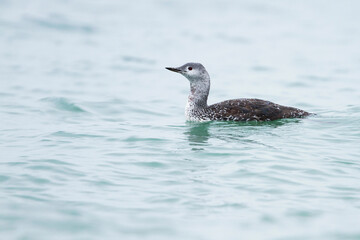 Roodkeelduiker, Red-throated Diver, Gavia stellata