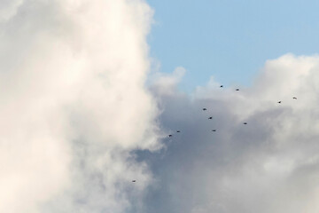 Roodkeelduiker, Red-throated Diver, Gavia stellata