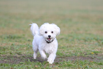 Maltese, マルチーズ