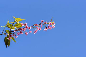 Blossom of Wild Himalayan Cherry (Prunus cerasoides) or Giant tiger flower on blue sky.