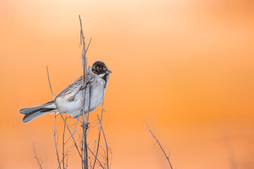 Rietgors, Common Reed Bunting, Emberiza schoeniclus