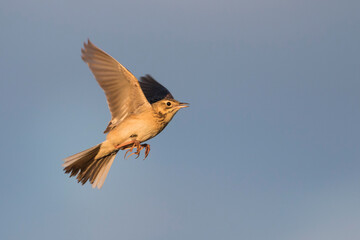 Grote Pieper, Richard's Pipit, Anthus richardi richardi