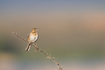Grote Pieper, Richard's Pipit, Anthus richardi richardi