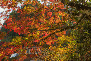 もみじ　紅葉　秋