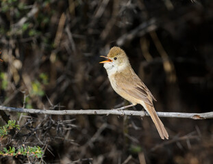 Diksnavelkarekiet, Thick-billed Warbler, Arundinax aedon aedon