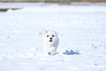 Maltese, マルチーズ