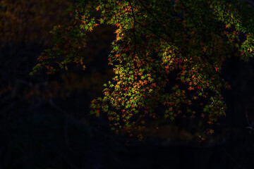 もみじ　紅葉　秋