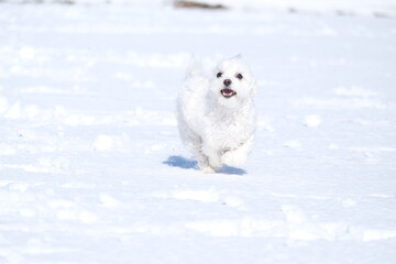 Maltese, マルチーズ
