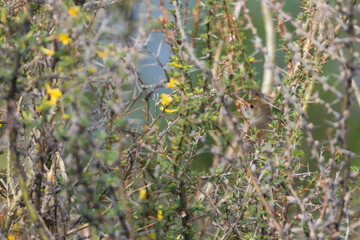 Diksnavelkarekiet, Thick-billed Warbler, Arundinax aedon aedon