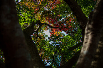 もみじ　紅葉　秋