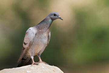 Rotsduif, Rock Dove, Columa livia palaestinae