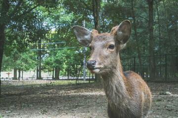【奈良公園】奈良