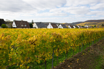 Naklejka na ściany i meble Autumn leaves on the vineyard in good weather.