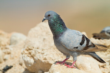 Rotsduif, Rock Dove, Columa livia palaestinae
