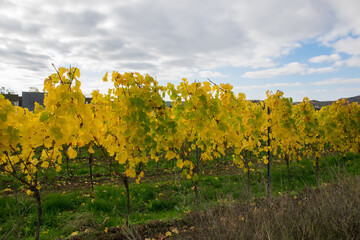 Autumn leaves on the vineyard in good weather.