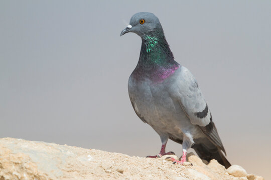 Rotsduif, Rock Dove, Columa livia palaestinae