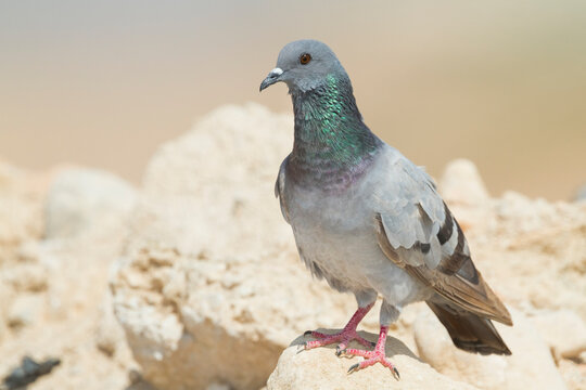 Rotsduif, Rock Dove, Columa livia palaestinae