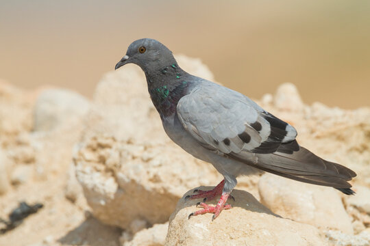 Rotsduif, Rock Dove, Columa livia palaestinae