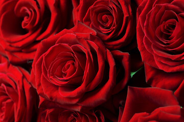 Beautiful red roses close up as background