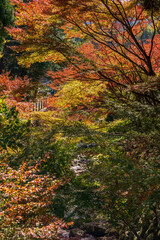 もみじ　紅葉　秋