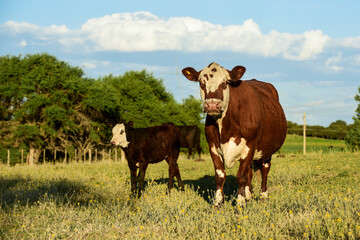 Cattle and  calf , Pampas countryside,La Pampa Province, Argentina.