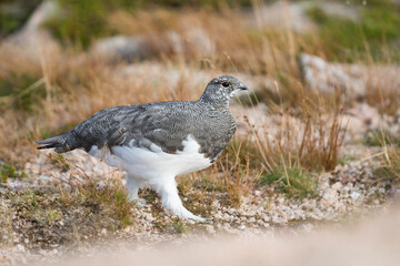 Scottish Rock Ptarmigan, Lagopus muta millaisi