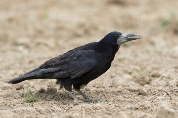 Roek, Rook, Corvus frugilegus