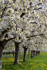 Cherry trees in Obereggenen in the Markgräflerland