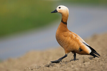 Casarca, Ruddy Shelduck ,Tadorna ferruginea