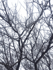 Branches of a tree