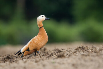 Casarca, Ruddy Shelduck ,Tadorna ferruginea