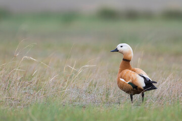 Casarca, Ruddy Shelduck, Tadorna ferruginea