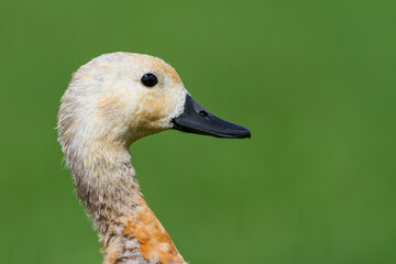Casarca, Ruddy Shelduck, Tadorna ferruginea