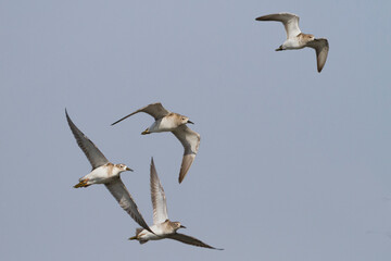 Kemphaan, Ruff, Philomachus pugnax