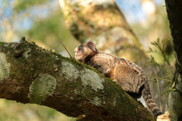 Marmoset