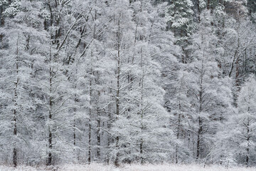 Obraz premium Winter landscape of snow flocked tamaracks and pines on the shoreline of Douglas Lake, Michigan, USA