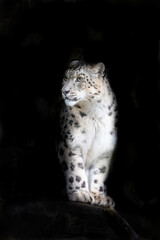 Alert adult snow leopard on black background with space for text.