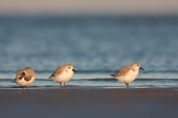 Drieteenstrandloper, Sanderling, Calidris alba