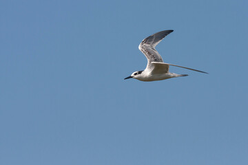 Sandwich Tern, Grote Stern, Sterna sandvicensis