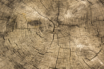 Fototapeta premium anelli