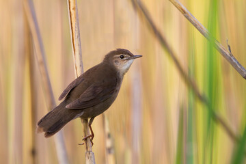 Snor, Savi's Warbler, Locustella luscinoides