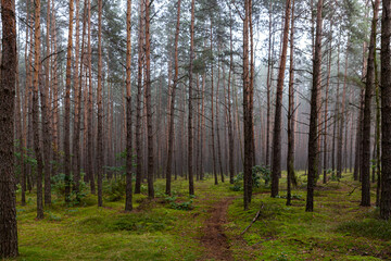 The pine forest 