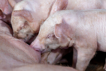 A newborn piglet is sucking milk from a mother pig.