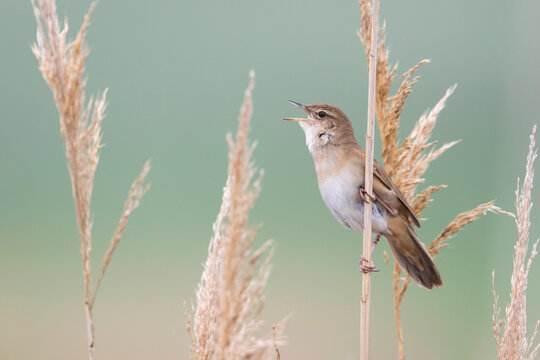 Snor, Savi's Warbler, Locustella luscinioides