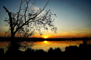 lonely tree on the shore and a burning sunset, the calm surface of the lake water on a quiet spring evening