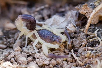 Foto op Plexiglas Scorpion species, Oman © AGAMI
